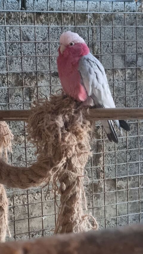 Cacatoes rosalbin eam 700 22120 Pommeret