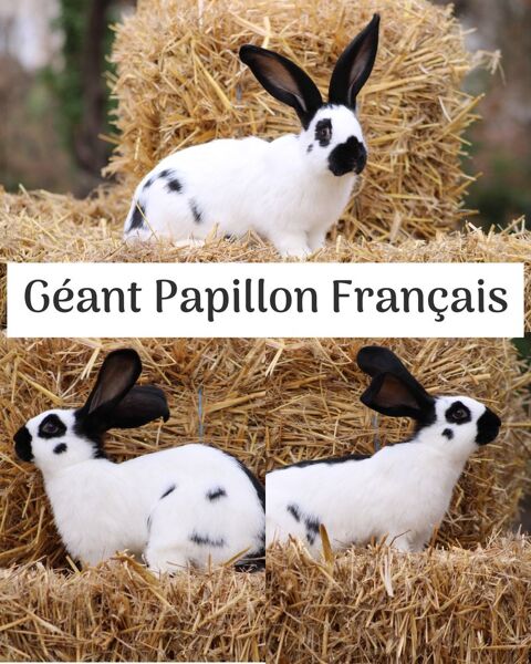 Lapin Géant Papillon Français 50 82340 Saint-loup
