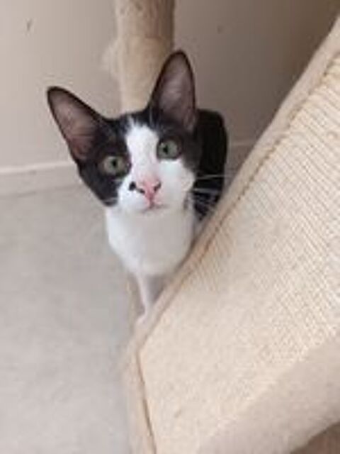   Chatons sauvetage  