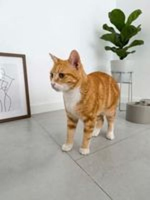   Paulo adorable chat un an a adopter 