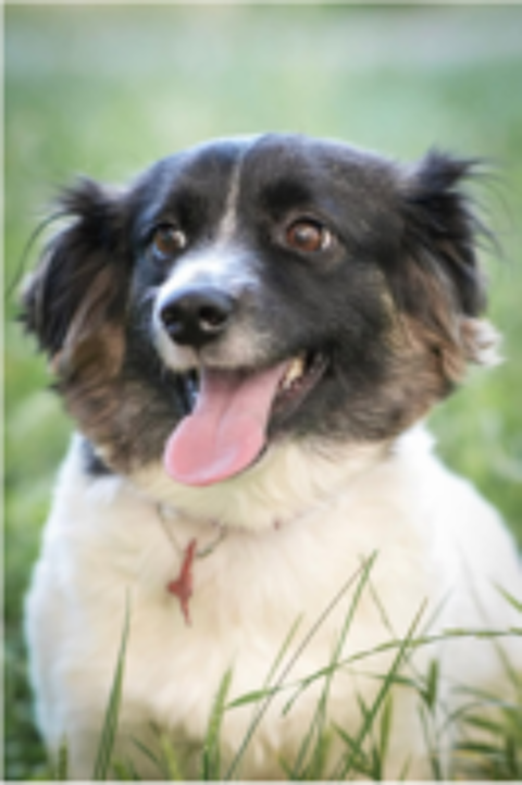   A L'ADOPTION ZARA 