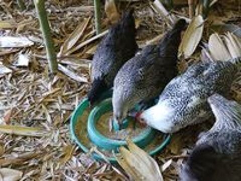    JEUNES COQ ET POULES DE BRESSE 
