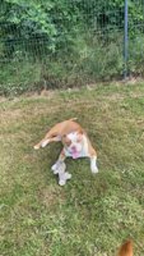   chiot boxer croiser bully  