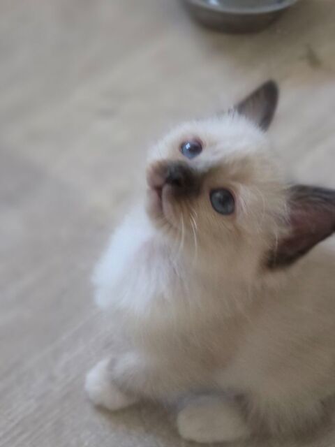 chaton secr&eacute; de birmanie LOOF 1100 69380 Chessy