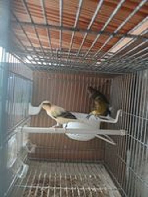   Canaris male et femelle 