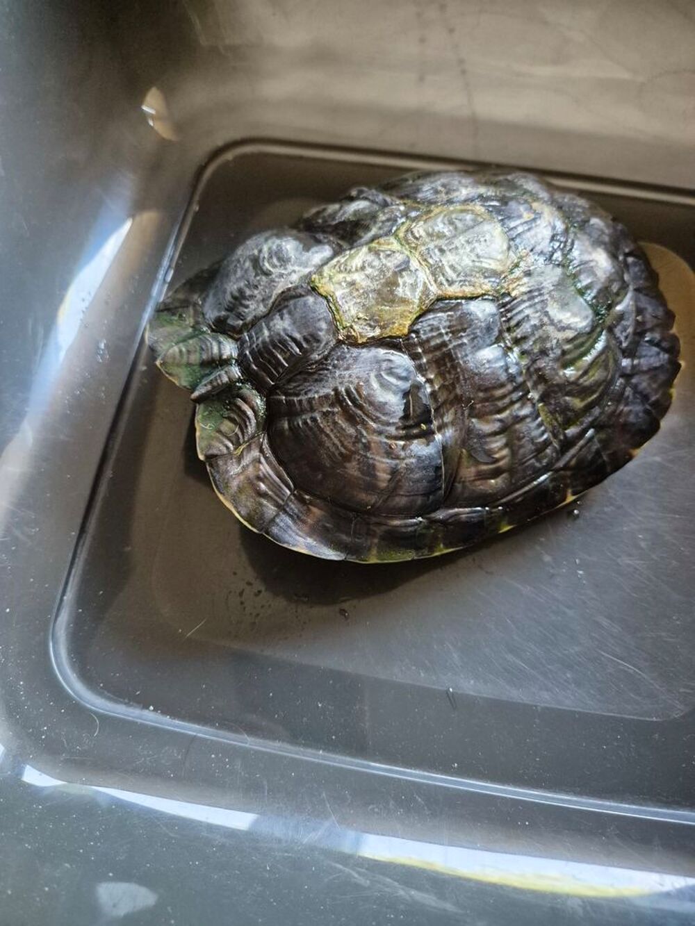   Donne tortue d eau avec son aquarium  