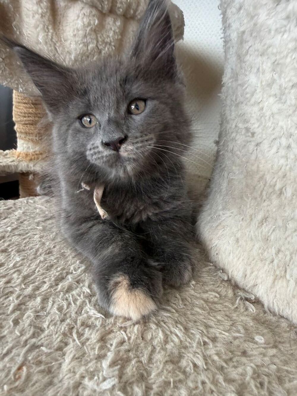   Bella ? chaton Femelle Maine Coon Bleue 