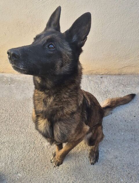 BELLA, malinoise 10 ans DON LIBRE 0 34500 B�ziers