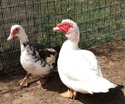 CANNETONS DE BARBARIE 6 79250 Nueil-les-aubiers