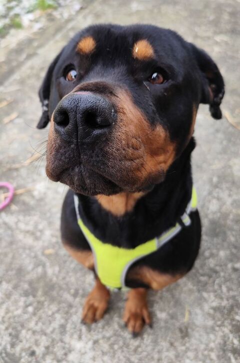 Zazou, tendre et affectueux Rottweiler 50890 Cond-sur-vire