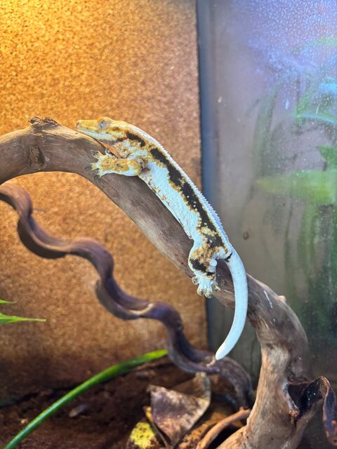 Gecko &agrave; cr&ecirc;te Lili White 150 49122 Le may-sur-�vre