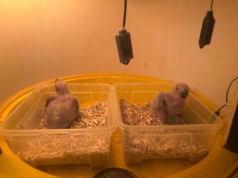 B&eacute;b&eacute;s perroquets gris du Gabon. 1500 95370 Montigny-l�s-cormeilles