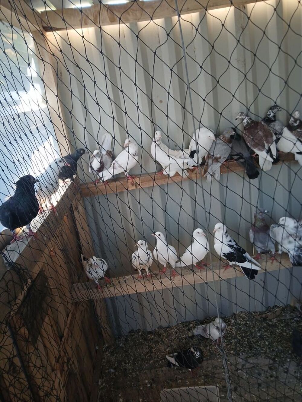   Jeunes pigeons  