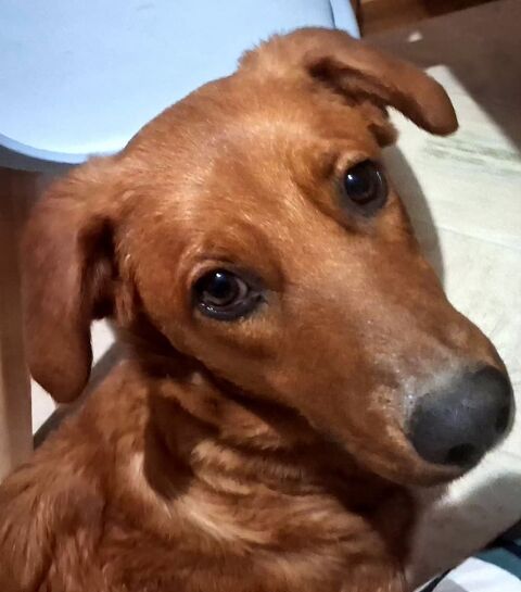 BYTCHOU la bouille d'amour 300 92100 Boulogne-billancourt