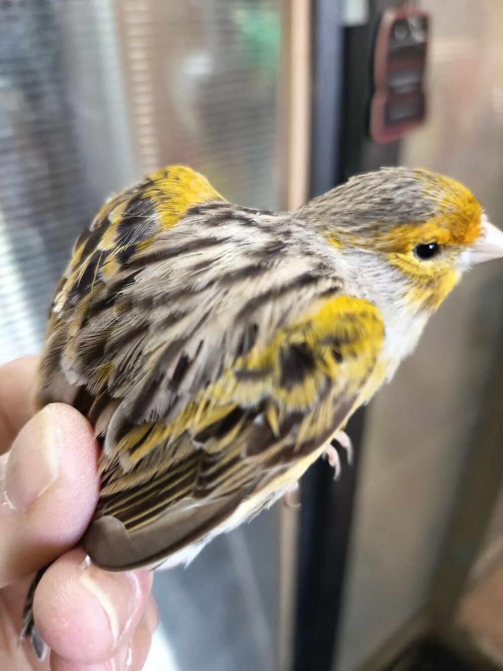  canaris 