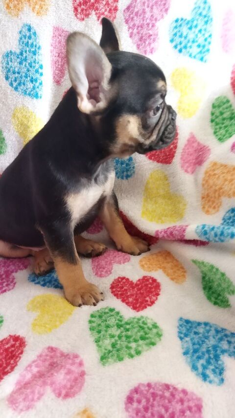 bb bouledogue fran&ccedil;ais 850 59360 La groise