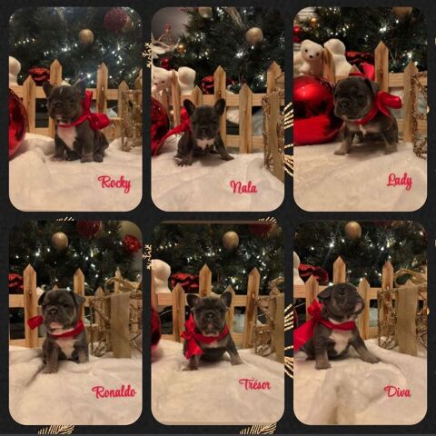 a reserver magnifiques chiots bouledogue fran&ccedil;ais 0 77670 Vernou-la-celle-sur-seine