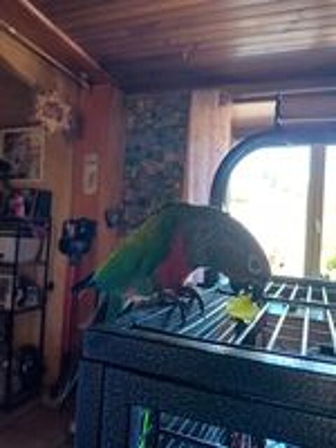   Cornure male 2 ans 