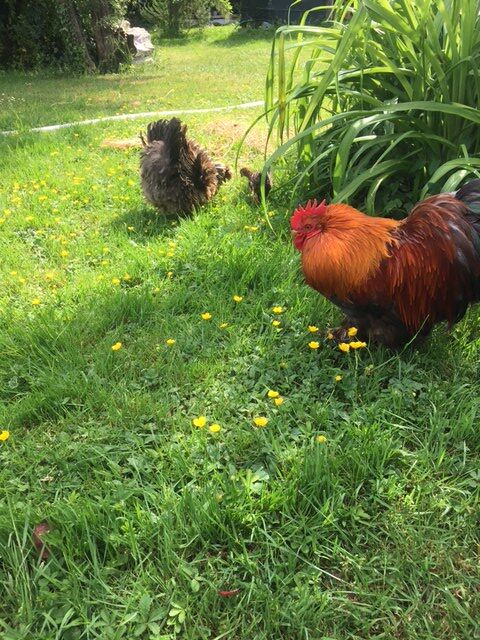Coq Cochin petite taille 5 91520 gly