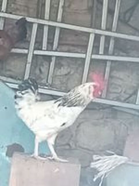   Coq  