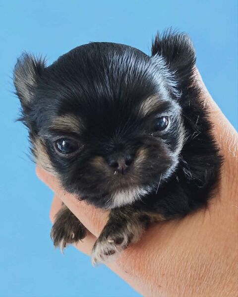 Superbes Chiots Chihuahua m&acirc;les et femelles 1300 89160 Ancy-le-franc