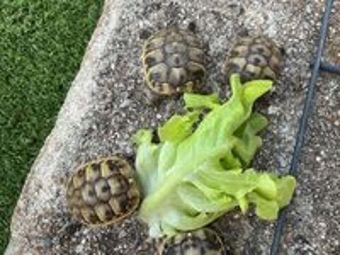   Bébés tortues de terre  