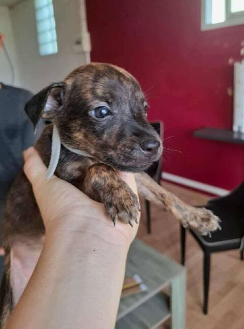 Ototo, m&acirc;le X crois&eacute; n&eacute; le 21/09/2025 300 93000 Bobigny