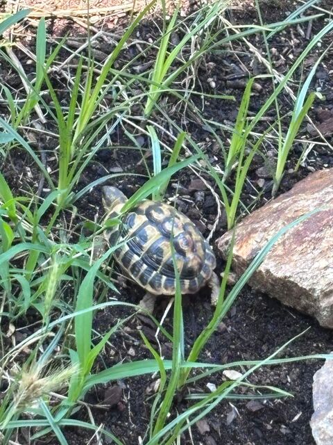 Tortues de terre 50 06810 Auribeau-sur-siagne