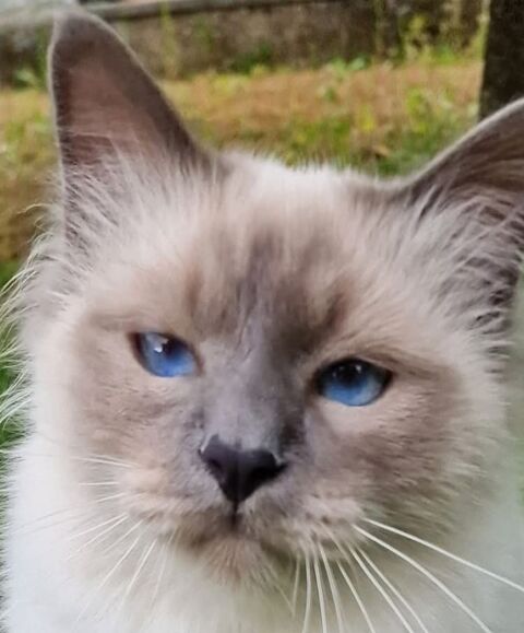 Magnifique Sacr&eacute; de Birmanie m&agrave;&cent;le blue point LOOF 500 38110 Saint-clair-de-la-tour