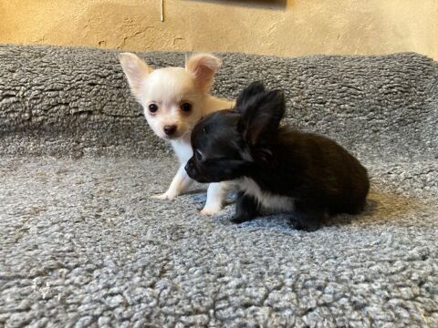 Chiot chihuahua 980 76110 Grainville-ymauville