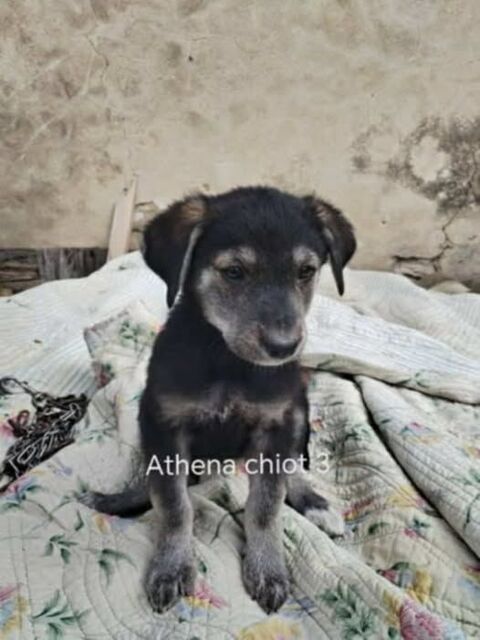 Chien ATHENA à l adoption 300 26790 Tulette