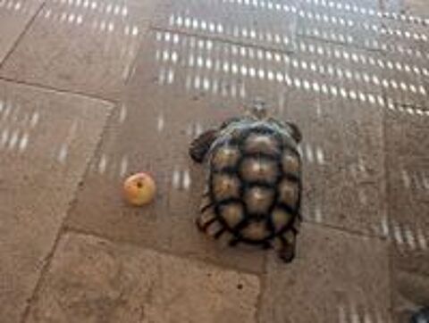   Tortue sulcata femelle  