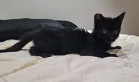   Chat EARCUT  l adoption 