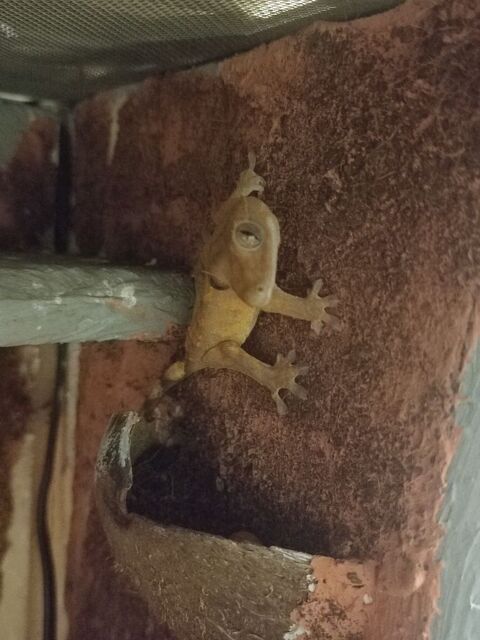 gecko a crête 60 69100 Villeurbanne