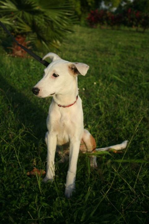 Hikari, femelle X crois&eacute; berger , n&eacute;e le 25/07/2025 🐶 300 80000 Amiens
