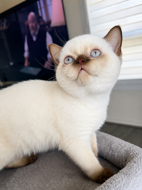 Chaton british shortair femelle yeux bleu. 1500 77550 Moissy-cramayel