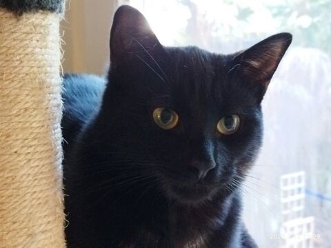 TCHOUTCHOU CHAT NOIR 3 ANS 195 92260 Fontenay-aux-roses
