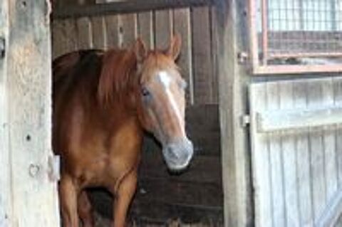   MAGIC, magnifique trotteur fran�ais � l'adoption 