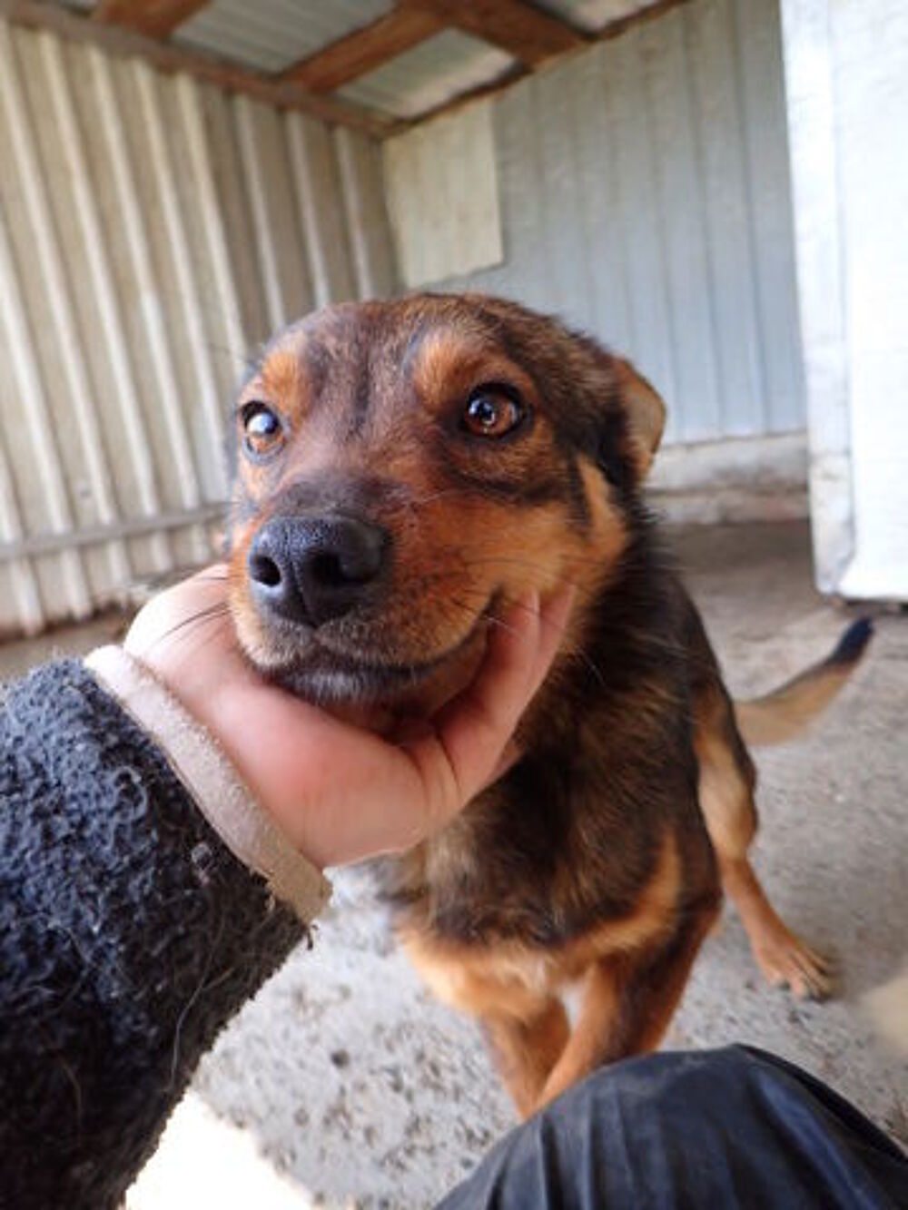   Sami à l'adoption 