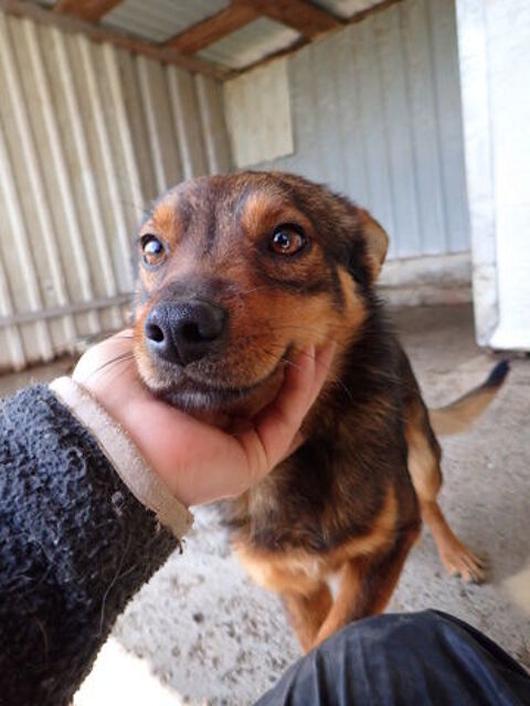 Sami &agrave; l'adoption 300 91150 Morigny-champigny