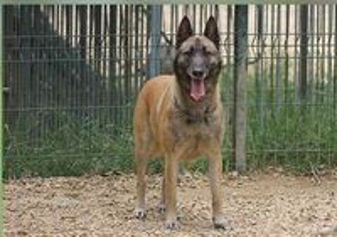   Orka  