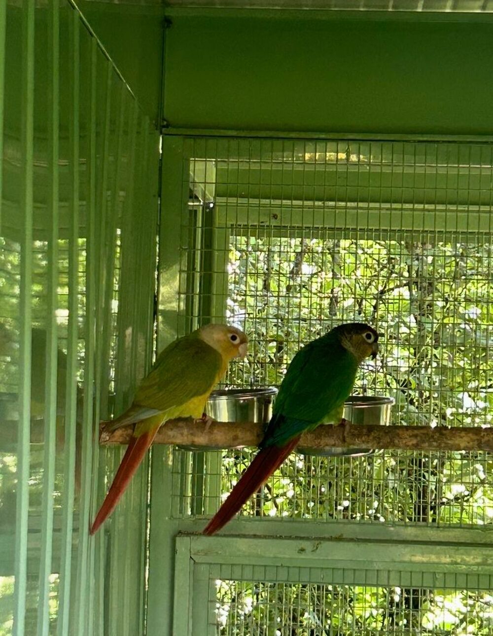   Couple perruche pyrrhuras molinae  
