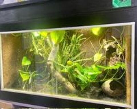   4 dendrobates auratus colombian yellow et terrarium 