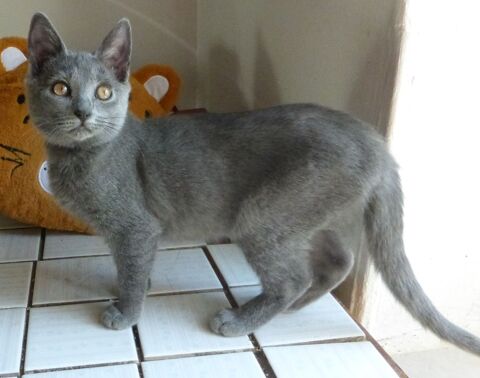 vente de chaton chartreux loof 880 36250 Saint-maur