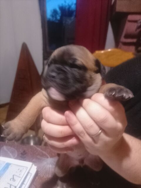 A réserver 7 magnifique chiots bulldog continental de amour  800 31660 Bessires