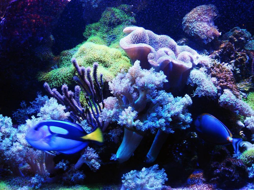   Décoration aquarium récifal

