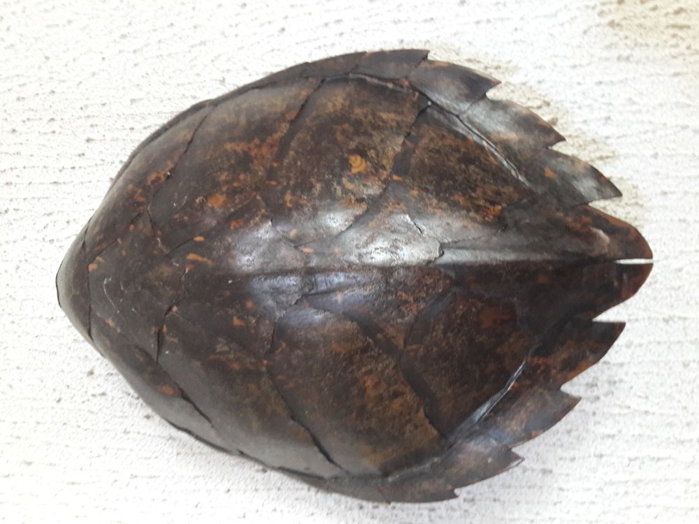 Achetez carapace de tortue occasion, annonce vente à Lyon (69) WB169959956