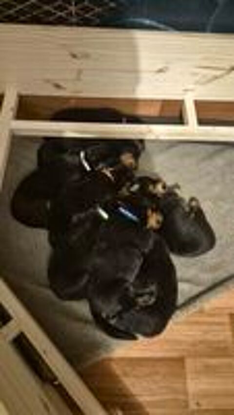   Nous vendons des chiots Beauceron LOF. 
