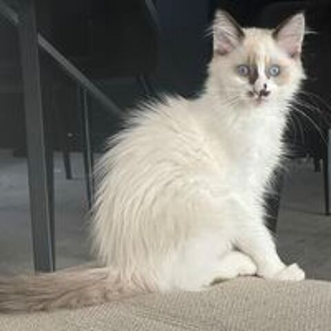   Chaton femelle 3 mois 