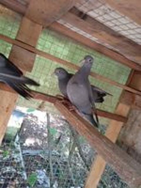   pigeon bleu de gascogne 